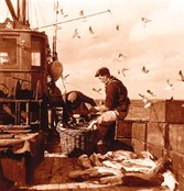 Shepley - Hague North Atlantic Fishereies Arbitration